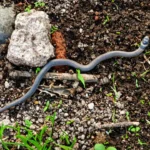 Attenzione a questi serpenti in giardino o nell’orto: ecco cosa potrebbe accadere
