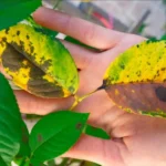 Cosa fare se trovi larve sulle foglie? Ecco il metodo più efficace