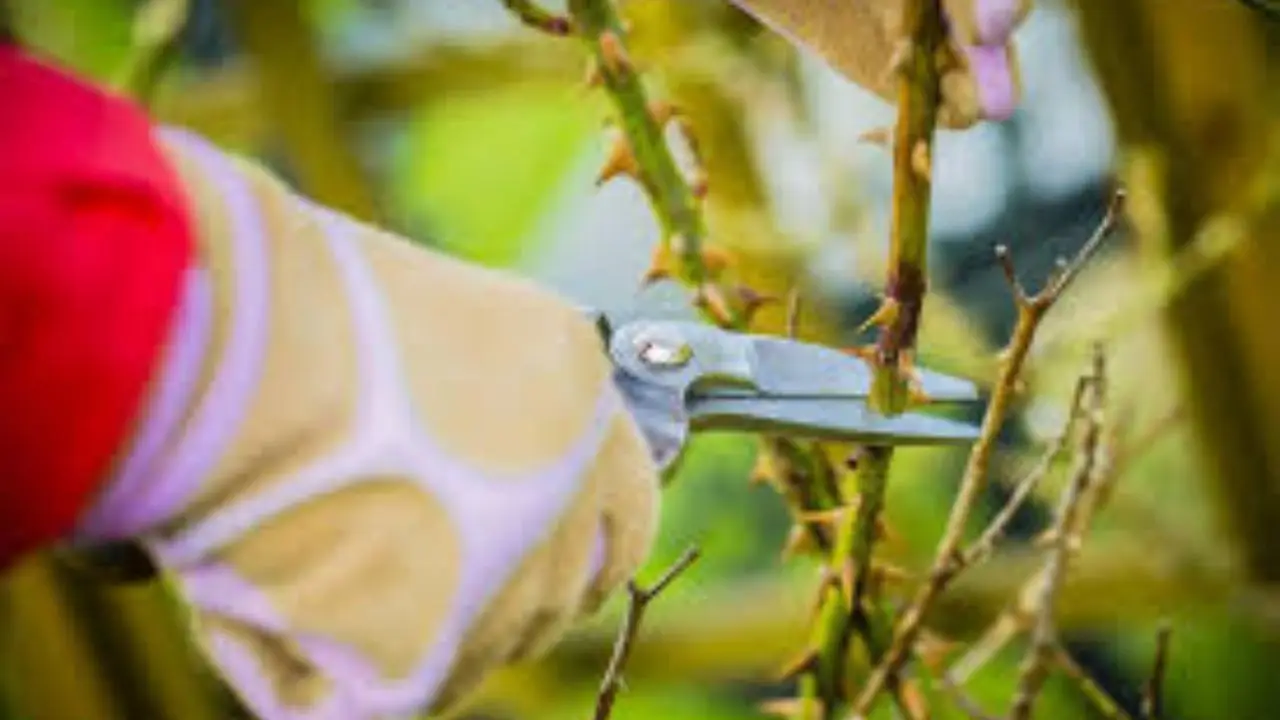 Quali piante potare tra dicembre e gennaio? Ecco la lista