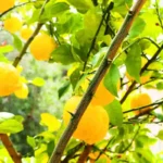 Quando concimare gli agrumi? I segreti per una fruttificazione abbondante