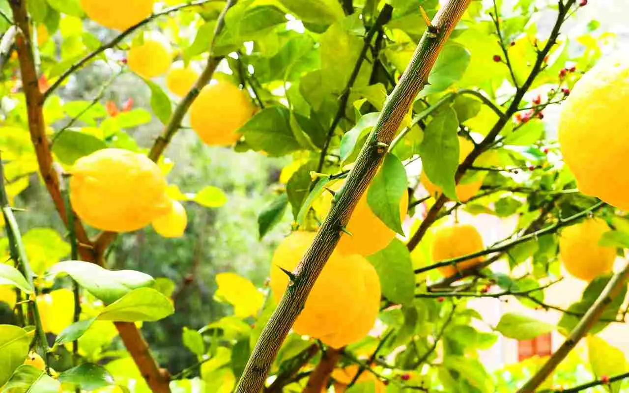 Quando concimare gli agrumi? I segreti per una fruttificazione abbondante