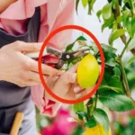 Quando si deve potare il limone: ecco la risposta degli esperti