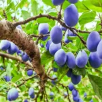 Quando potare il susino: ecco cosa sapere