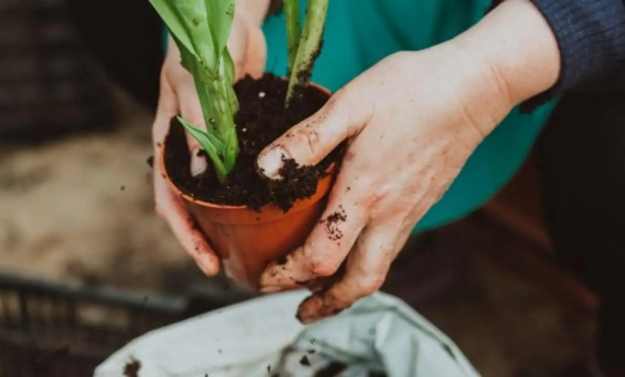 Come capire se la pianta ha bisogno di rinvaso: i segnali che compaiono sul vaso