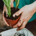 Come scegliere la terra giusta per le piante in vaso? I segreti dei professionisti
