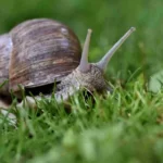 Come eliminare le lumache dall’orto: i rimedi naturali più efficaci