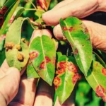 Quali sono le malattie più comuni delle piante da frutto? Come prevenirle