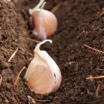Come coltivare l’aglio: ecco il metodo del giardiniere