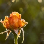 Come combattere i parassiti delle rose: i rimedi naturali più efficaci