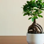 Bonsai ficus, ecco come curarlo: i cinque trucchi del giardiniere