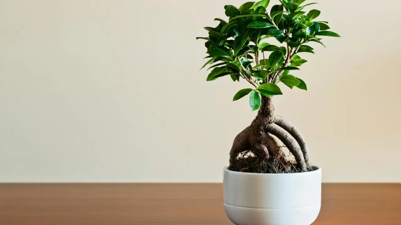 Bonsai ficus, ecco come curarlo: i cinque trucchi del giardiniere