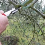 Come potare l’ulivo? Ecco il metodo definitivo del giardiniere