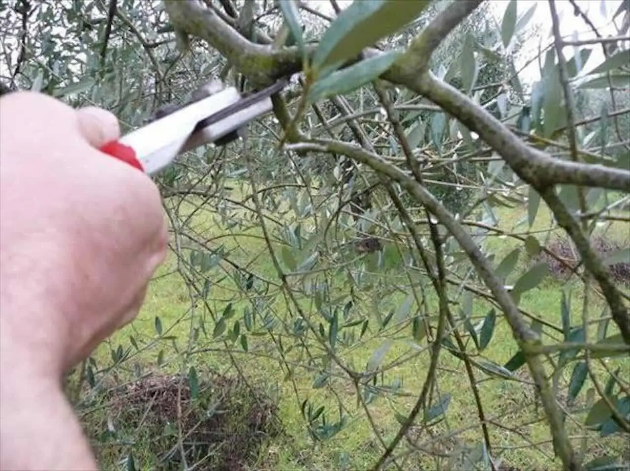 Come potare l’ulivo? Ecco il metodo definitivo del giardiniere