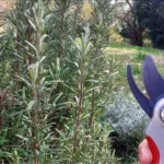 Come fare talee di lavanda? Il trucco per una radicazione veloce