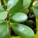 Allerta albero di giada: ecco perché ha le foglie gialle