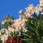 Quando potare l’oleandro? Ecco cosa devi sapere