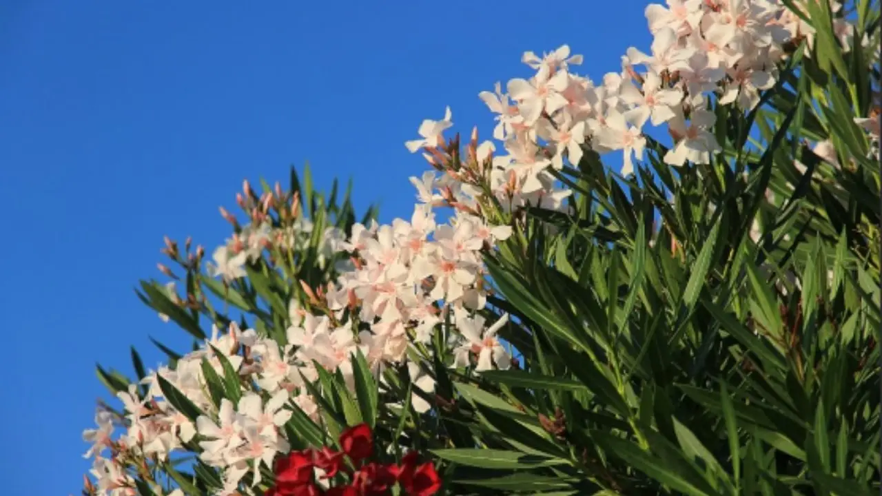 Quando potare l’oleandro? Ecco cosa devi sapere