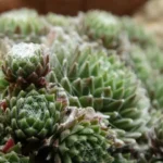 Come proteggere le piante grasse dal freddo: il trucco del giardiniere