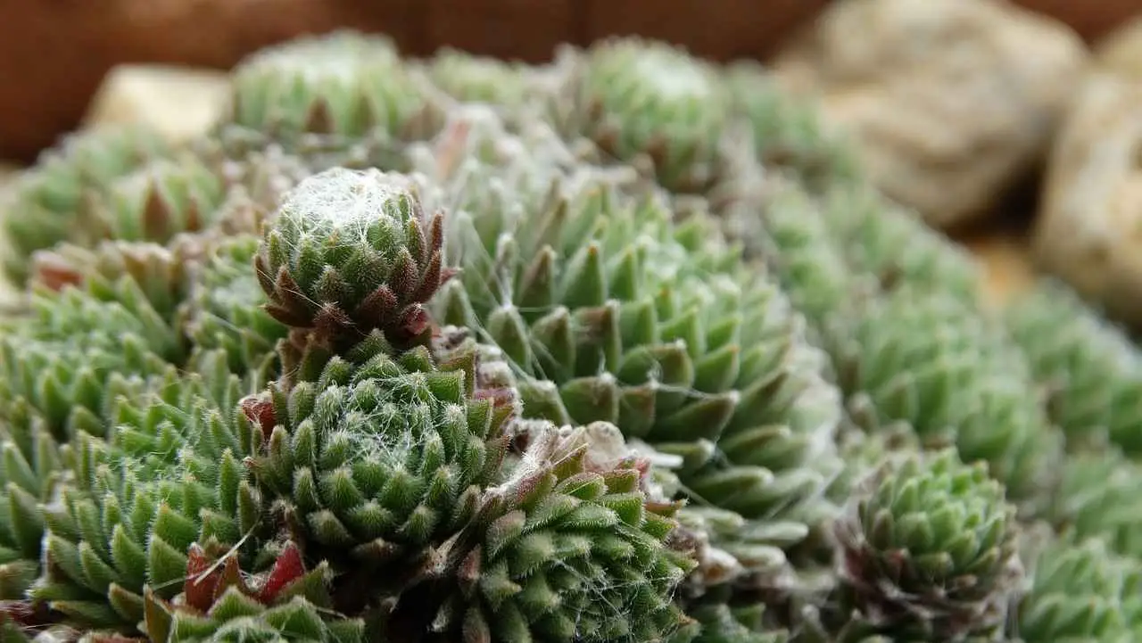 Come proteggere le piante grasse dal freddo: il trucco del giardiniere
