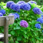 Fertilizzante naturale per ortensie sempre rigogliose, efficace in ogni stagione