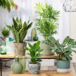 Piante che portano sfortuna in casa: ecco quali sono, lo sapevi?