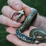 Come catturare le bisce? Ecco il metodo che sorprende tutti