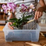 Come bagnare le orchidee: i tre trucchetti del giardiniere esperto
