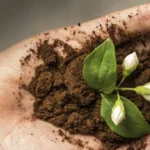 Perché mettere i fondi del caffè nelle piante? Ecco le incredibili conseguenze