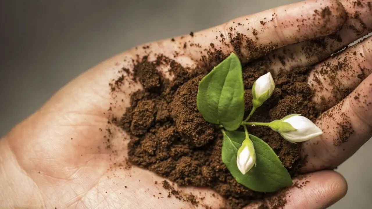 Perché mettere i fondi del caffè nelle piante? Ecco le incredibili conseguenze