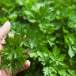 Quando piantare il prezzemolo? I consigli per un raccolto perfetto