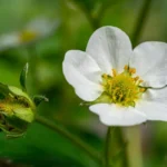 Perché le piante non fioriscono? I fattori che ostacolano la fioritura