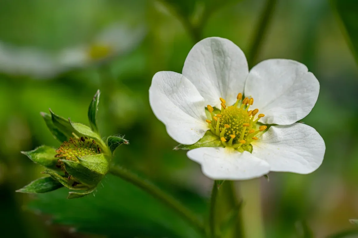 Perché le piante non fioriscono? I fattori che ostacolano la fioritura