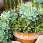 Non innaffiare le piante grasse: ecco cosa accade se…