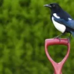 Gazza ladra: ecco perché la trovi spesso nel tuo giardino, lo sapevi?