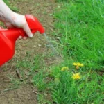 Come eliminare le erbacce senza usare prodotti chimici: il metodo naturale più efficace