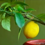 I vantaggi di avere un alberello di limoni in casa