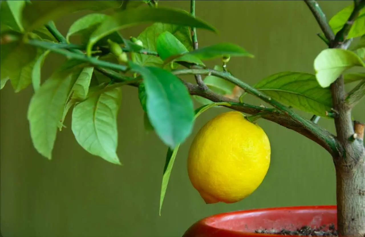 I vantaggi di avere un alberello di limoni in casa