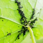 Come prevenire le infestazioni di cocciniglie sulle piante