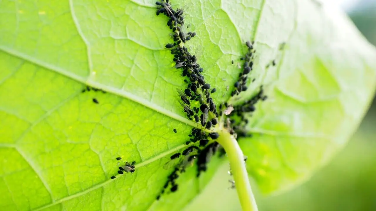 Come prevenire le infestazioni di cocciniglie sulle piante