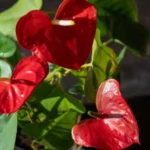 Come far crescere l’anthurium? Ecco la guida