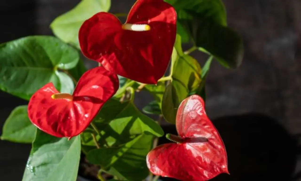 Come far crescere l’anthurium? Ecco la guida
