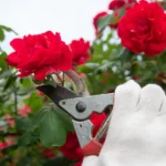 Quando potare le rose? Il periodo ideale per una fioritura perfetta