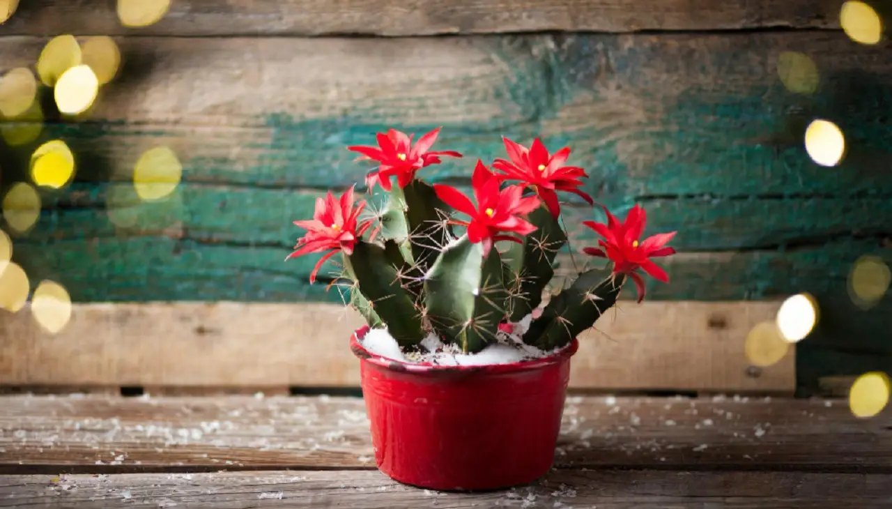 Cactus di Natale: ecco come curarlo per avere tanti fiori
