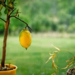 Come si cura una pianta di limone in vaso? I consigli fondamentali