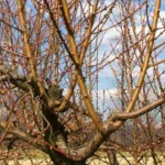 Quando potare il pesco? Ecco cosa sapere per un raccolto perfetto