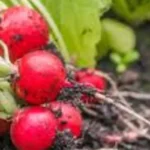 Quando seminare il ravanello? Ecco il trucco per una crescita veloce