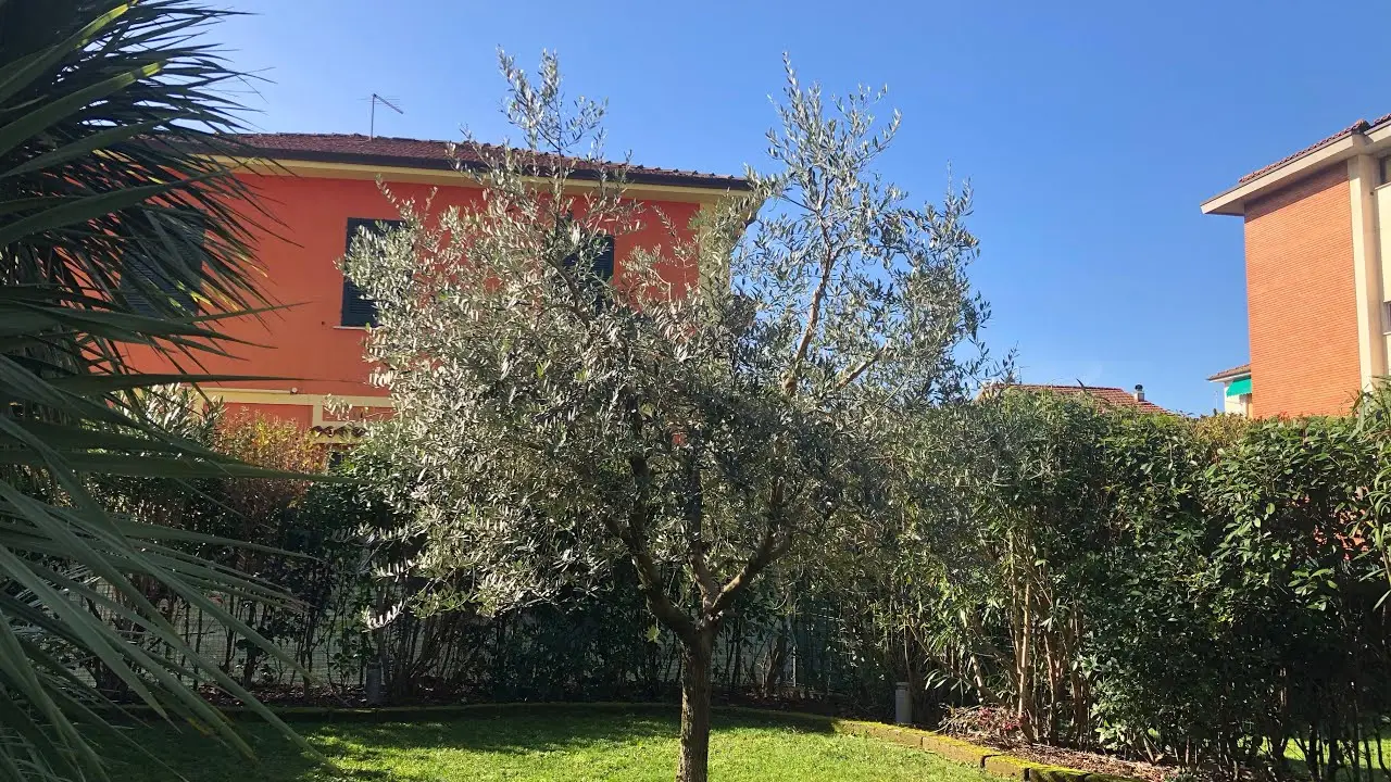 Quanto potare l’albero di ulivo? Ecco la risposta dell’esperto