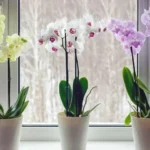 Come mantenere le orchidee? Il trucco della nonna