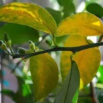 Quando concimare gli agrumi: il calendario perfetto