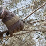 Quando potare l’ulivo? Ecco il periodo perfetto